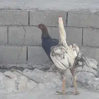 مرغ وخروس لاری تخم گذار