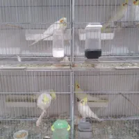 عروس هلندی|پرنده|محمدیه-قزوین, |دیوار