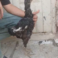 مرغ لاری تاج میل چشم سفید