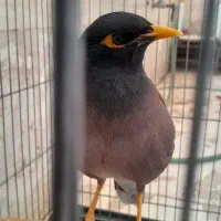 مرغ مینا