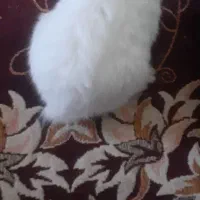 خرگوش