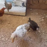 جوجه|حیوانات مزرعه|آران و بیدگل, |دیوار