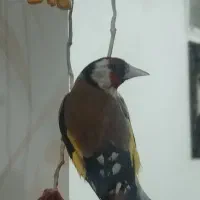 سهره آواز خوان