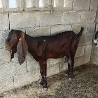 گوسفند پاکستانی ابستن
