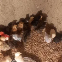 جوجه گلپایگان