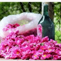 گلاب دو آتیشه