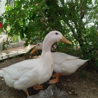 اردک تخم گذار ماده