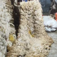 پشم فروشی خیری