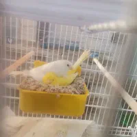 قناری رسمی بلند وسوپری