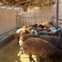 بره افشاری