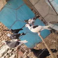 فروش چند طوق کبوتر