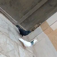 جفت کبوتر زاغ و طوقی