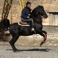 خرید و فروش اسب (پانسیون نگهداری باشگاه سوارکاری)