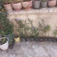 گل اطلس مکزیکی