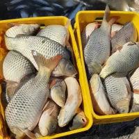 خرید وفروش ماهی کپور وآمور