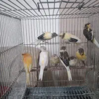 قناری ماده کار داده و جوجه نر ۴ ماهه
