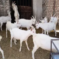 سانن|حیوانات مزرعه|گناباد, |دیوار