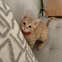 گربه