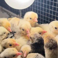 جوجه ایام سمانی سبرایت گلپایگان محلی
