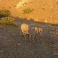 الاغ .خر