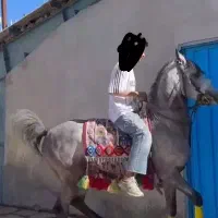 اسب نریان کرد جهت کشش