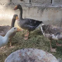 چهارتا پرنده