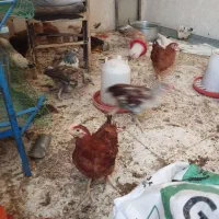 جوجه مرغ گلپایگان