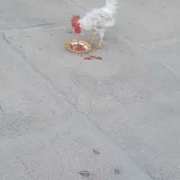 خروس