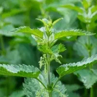 عرق گزنه طبیعی