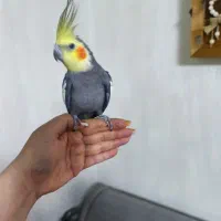 جفت نر و ماده همراه وسایل