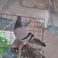 کبوتر فیروزه ماده