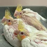 جوجه عروس هلندی سرلاکی