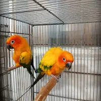 جوجه خورشیدی سانکانور
