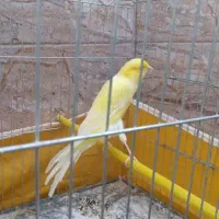 قناری نر کشیده