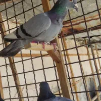 کبوتر بزک فری موشی سارکله هما