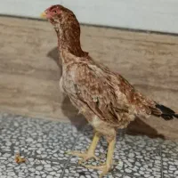 مرغ لاری نسل دار
