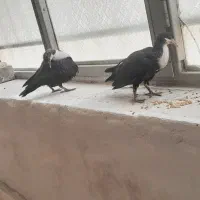 جوجه سیاه رسمی