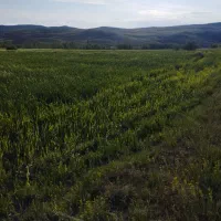 یک هکتار زمینکشاورزیمناسبباغوغیره