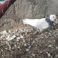 کبوتر یاکفتر
