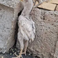 دو عدد جوجه ی لاری
