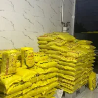 برنج چمپا