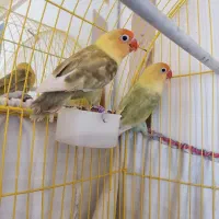 طوطی بریزیلی جفت مولد