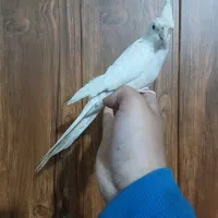 جفت عروس هلندی دستی دستی