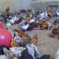 جوجه|حیوانات مزرعه|قوچان, |دیوار