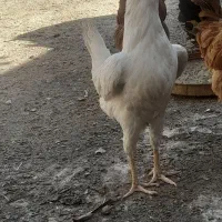 مرغ تخمی جوان