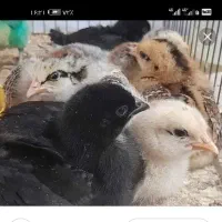 جوجه مرغ محلی