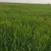 اجاره-زمین-کشاورزی-11هکتار