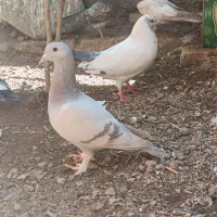 کفتر