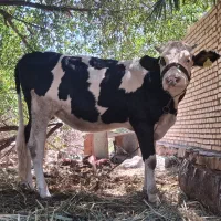 گاووگوساله