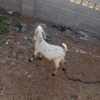 گوسفند